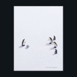 Die Pinguine beim Fußballspielen Postkarte<br><div class="desc">Die Pinguine beim Fußballspielen | ULTRA.F | AssetID: 103776885</div>