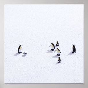 Die Pinguine, die Fußball spielen Poster
