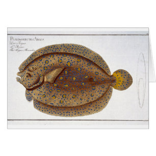 Die Platte XLVI Argus-Scholle (Pleuronectes Argus)
