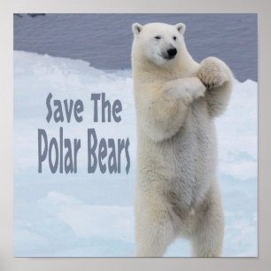 Die Polarbären gerettet Poster