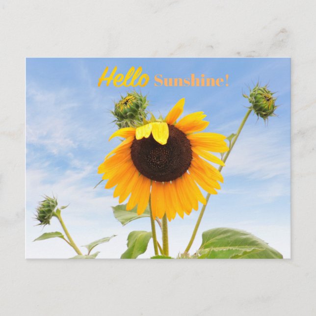 Die Posterkarte der wachsenden Sonnenblumen Postkarte (Vorderseite)