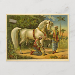 Die Posterkarte des Sultans Postkarte