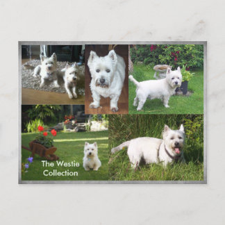 Die Postkarte der Westie Collection