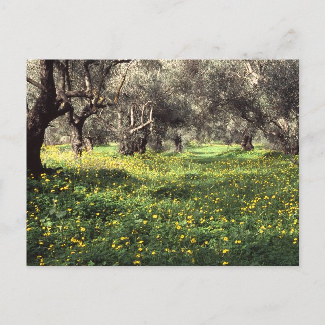 Die Postkarte des Olivenhains (Vorderseite)
