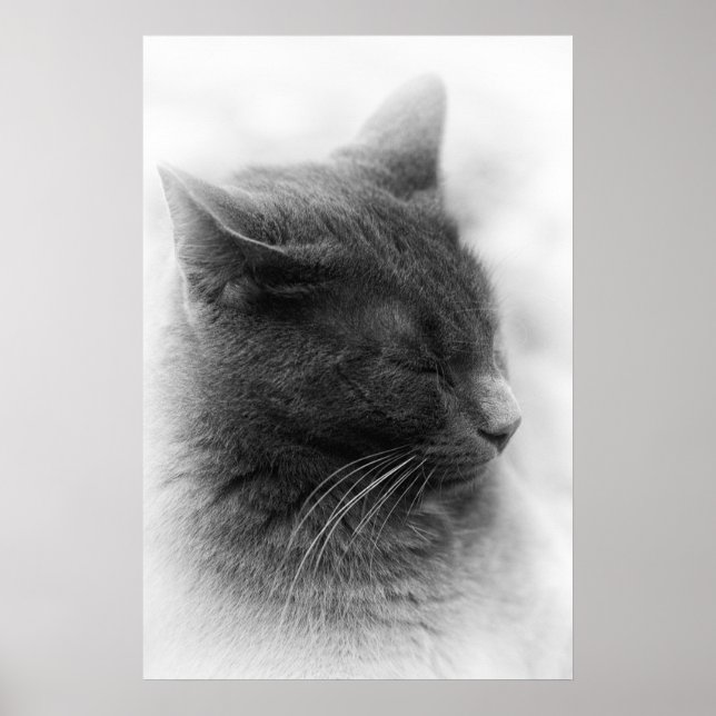Die prächtige graue kaiserliche Katze finden Poster (Vorne)