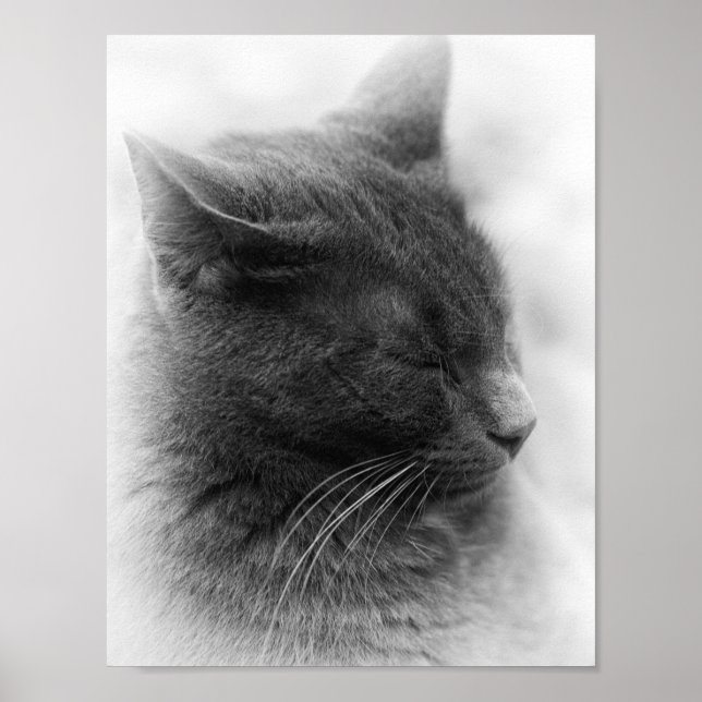 Die prächtige graue kaiserliche Katze finden Poster (Vorne)