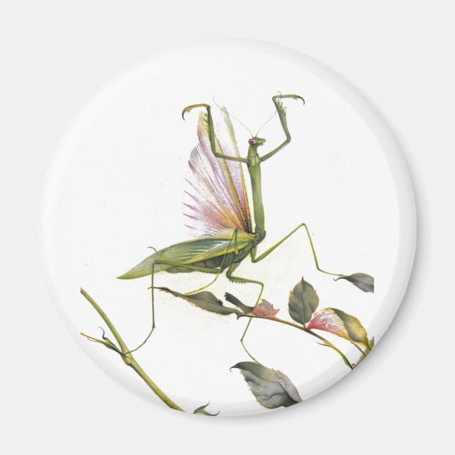 DIE PRAYMANTIS MAGNET (Vorne)