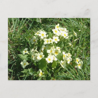 Die Primrosen Postkarte
