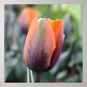 Die Prinzessin Irene Tulip Poster