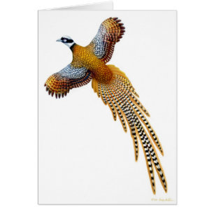 Die Reeves-Fasan-Karte