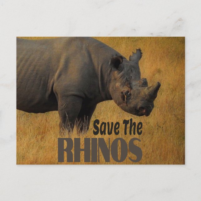 Die Rhinos gerettet Postkarte (Vorderseite)