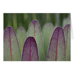 Die Riesenlobelias  Rwenzoris