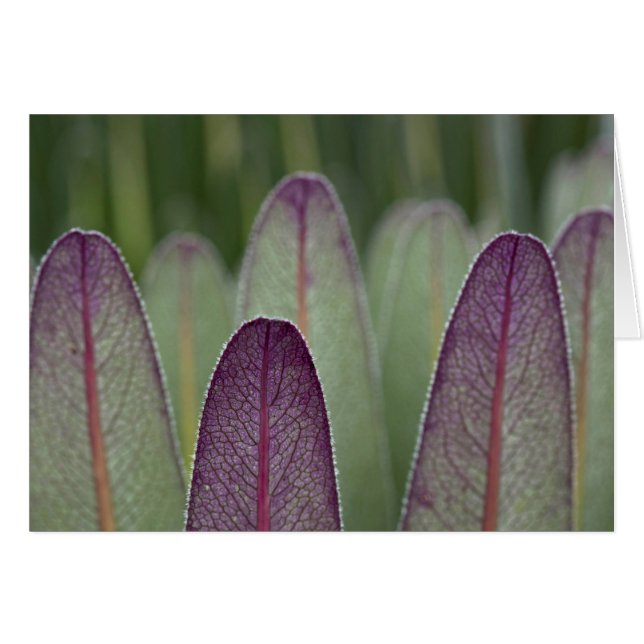 Die Riesenlobelias| Rwenzoris (Vorderseite (Horizontal))