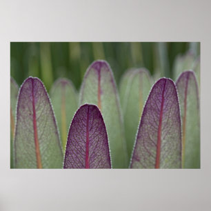 Die Riesenlobelias Rwenzoris Poster