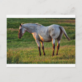 Die Roan Mare Postkarte