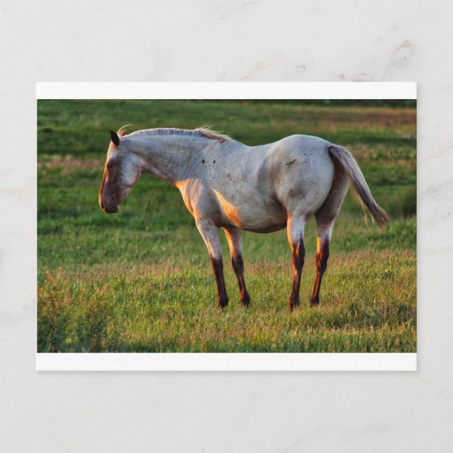 Die Roan Mare Postkarte (Vorderseite)