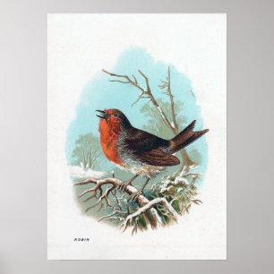 Die Robin Vintag Bird Illustration Poster