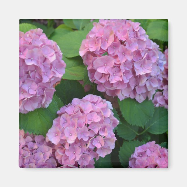 Die rosa Hortensie Hydrangea   Magnet (Vorne)