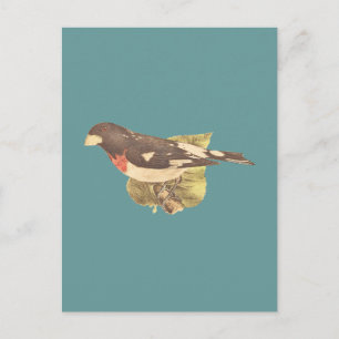 Die Rose gezüchtet Grosbeak Coccoborus ludovicianu Postkarte