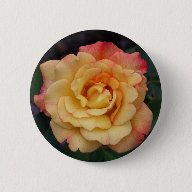 Die Rose ist schön rosa und gelb Button (Vorderseite)