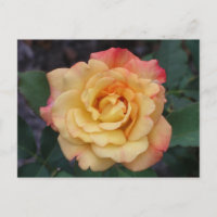 Die Rose ist schön rosa und gelb