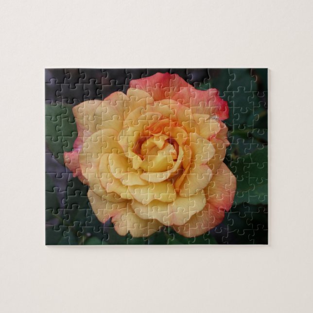 Die Rose ist schön rosa und gelb Puzzle (Horizontal)