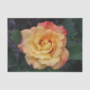 Die Rose ist schön rosa und gelb Seidenpapier