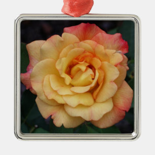 Die Rose ist schön rosa und gelb Silbernes Ornament