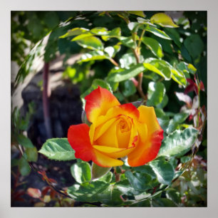 die Rose Poster