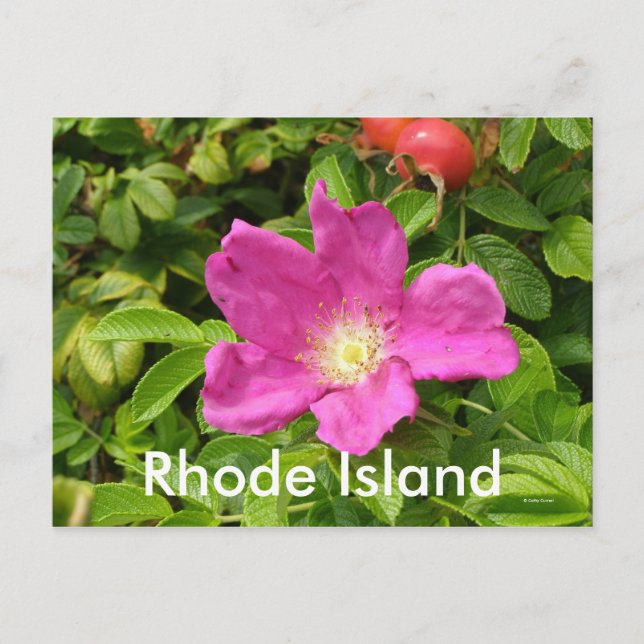 Die Rose Postkarte (Vorderseite)