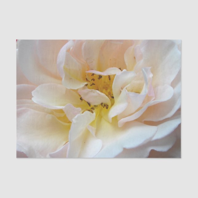 Die Rose Seidenpapier (Vorderseite)