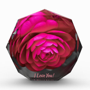 Die rosige Kamelie I Liebe Sie! Fotoblock