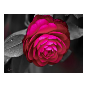 Die rosige Kamelie Poster