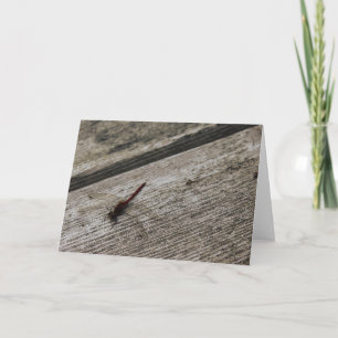 Die rote Dragonfly Karte