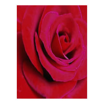 DIE ROTE ROSE                                     