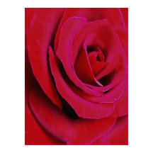 DIE ROTE ROSE     