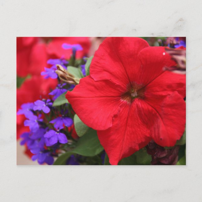 Die Rote und Lila Gesellschaft Postkarte (Vorderseite)