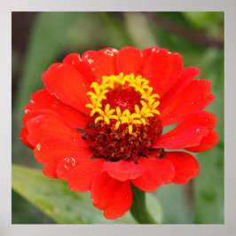 Die Rote Zinnia Poster