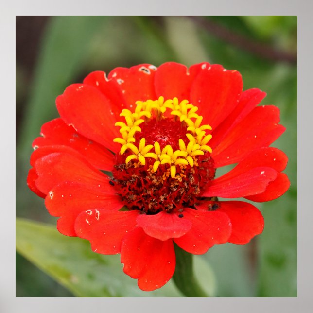 Die Rote Zinnia Poster (Vorne)