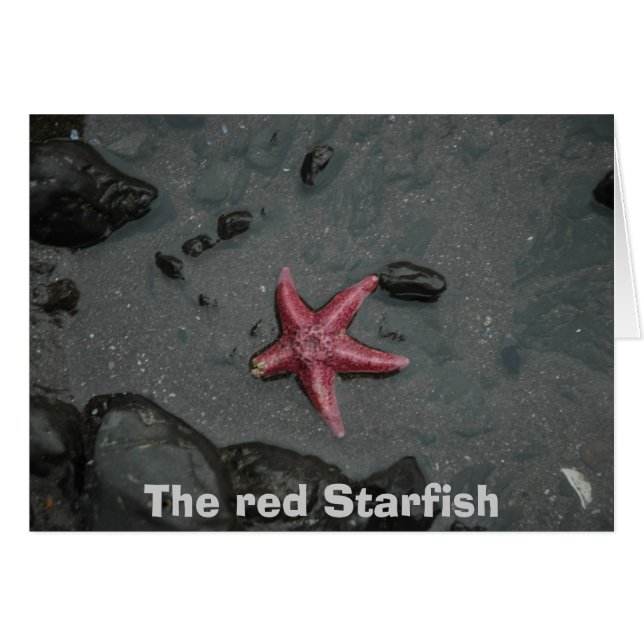 Die roten Starfish (Vorderseite (Horizontal))
