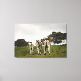 Die Rückseite von drei Zebras, Südafrika Leinwanddruck