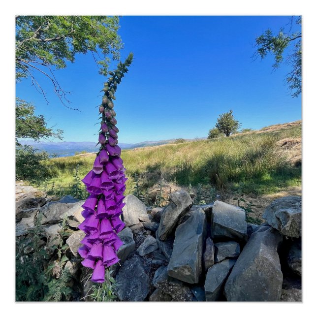 Die Ruhe des englischen ländlichen Raums Poster (Vorderseite)