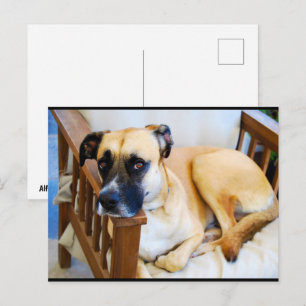 Die Ruhe des Wächters Postkarte