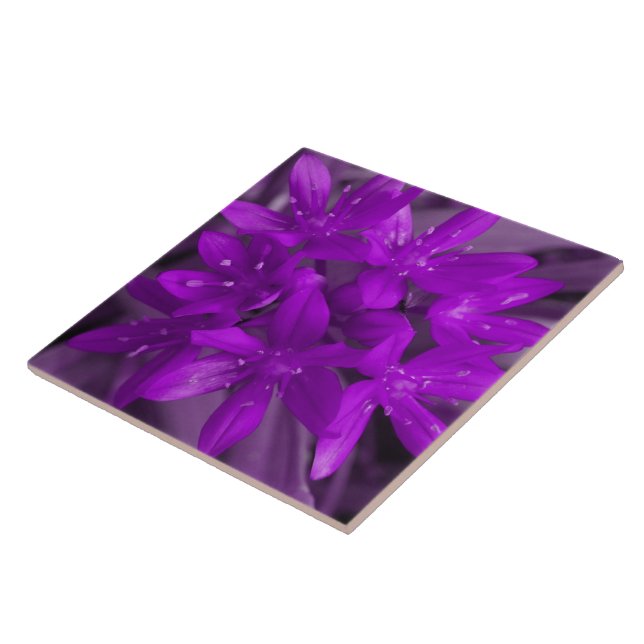 Die Ruhm der Lila Schneedecke Fliese (Seite)