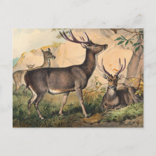 Die Rusa Deer von Joseph Wolf Postkarte