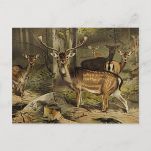 Die rustikale Antler Zoological Postcard Postkarte