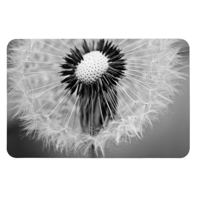 Die Samen von morgen Magnet (Horizontal)