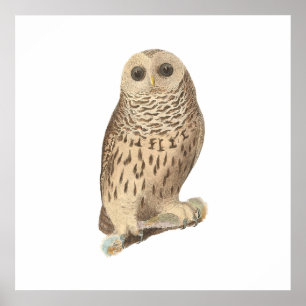 Die Schale (Ulula nebulosa) Poster