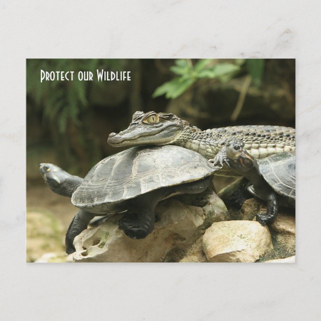 Die Schildkröte und die Krokodilkarte Postkarte (Vorderseite)