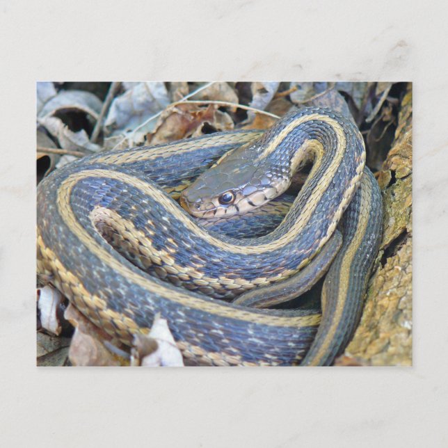 Die Schlange ist geschlossen. Postkarte (Vorderseite)